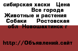 l: сибирская хаски › Цена ­ 10 000 - Все города Животные и растения » Собаки   . Ростовская обл.,Новошахтинск г.